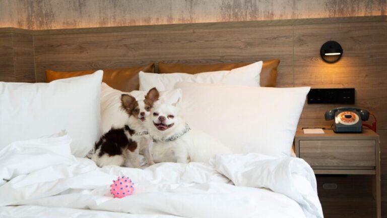 ได้เวลาออกทริปกับเจ้านายสี่ขา! แมริออท บอนวอย ชวนเช็กอินพักผ่อนแบบ Pet-Friendly ทั่วไทย